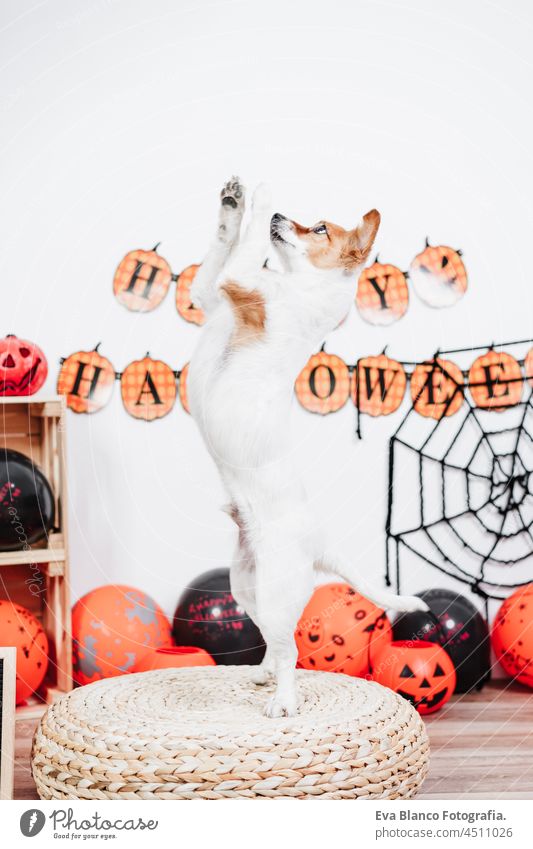 lustiger Jack-Russell-Hund zu Hause während Halloween auf zwei Beinen auf einem Hocker stehend und nach Leckereien fragend. Halloween-Party-Dekoration mit Girlande, orangefarbenen Luftballons und Netz