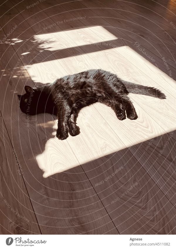 Schwarze Katze schläft auf dem Boden schwarze Katze Sonnenlicht Stock schlafende Katze glänzend