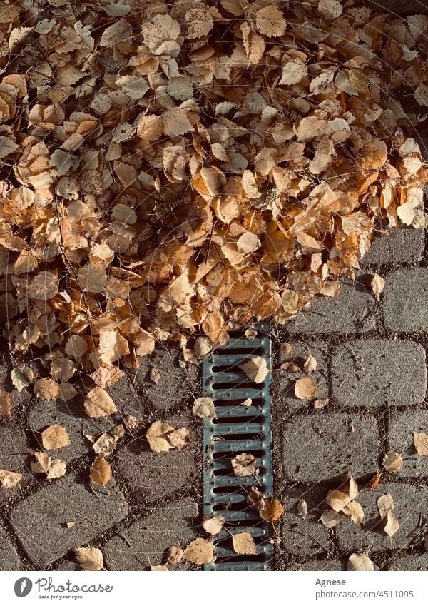 Herbstlaub herbstlich fallen Straßenbelag Wasserrinne gelb Blatt Blätter Oktober