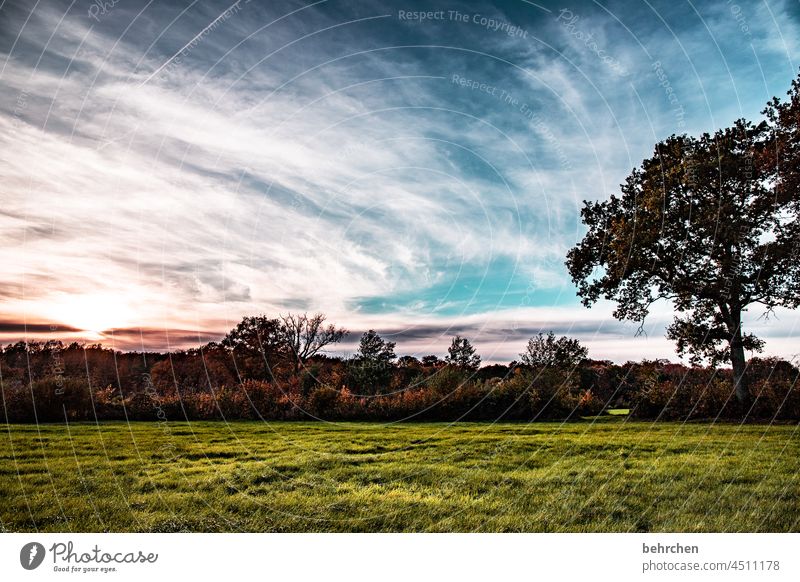 durchatmen Wolken Farbfoto ruhig Umwelt Landschaft Himmel Natur Wiese Jahreszeiten Feld Bäume stille Wetter Menschenleer Idylle Außenaufnahme Landwirtschaft