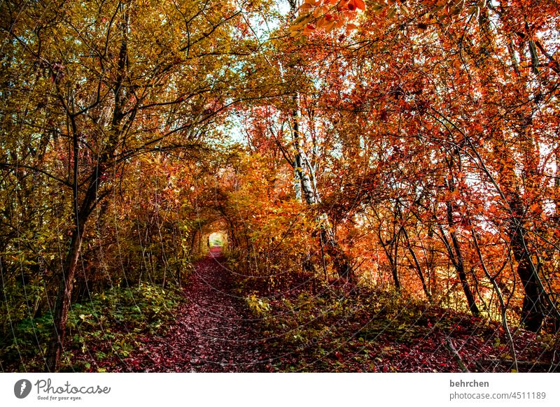 herbst Wege & Pfade Blätterdach Menschenleer schön fantastisch Sonnenlicht Äste und Zweige herbstspaziergang Herbststimmung herbstlich Herbstwald Herbstfärbung