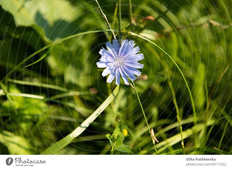 Eine Cichorium-Blüte mit üppiger Vegetation und Gras. Diese blau gefärbte Wildblume wird für alternative Kaffeegetränke verwendet. Unscharfe Heuschrecke und grüne Blätter von verschiedenen Pflanzen im Hintergrund. Sommerzeit.
