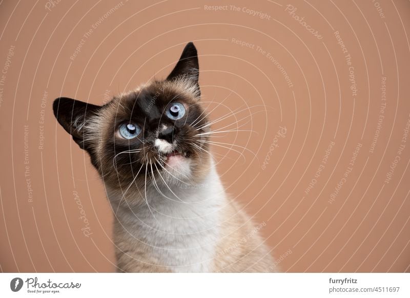 neugierige Siamkatze mit blauen Augen, die auf beigefarbenem Hintergrund nach oben schaut Katze Haustiere katzenhaft siamesische Katze Dichtungsstelle