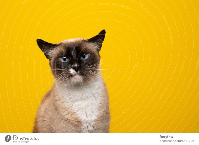 Siamkatze mit blauen Augen schaut in die Kamera auf gelbem Hintergrund Katze Haustiere katzenhaft siamesische Katze Dichtungsstelle Schokoladenspitze