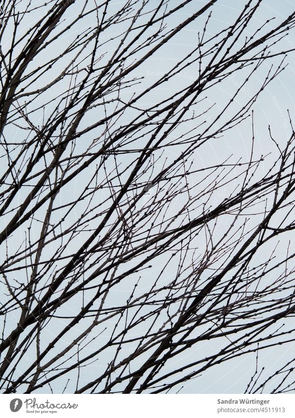 Kahle Äste vor Himmel Natur Baum Blauer Himmel Außenaufnahme Winter Herbst Ast Äste und Zweige Zweige u. Äste Menschenleer Pflanze Umwelt herbstlich Tag