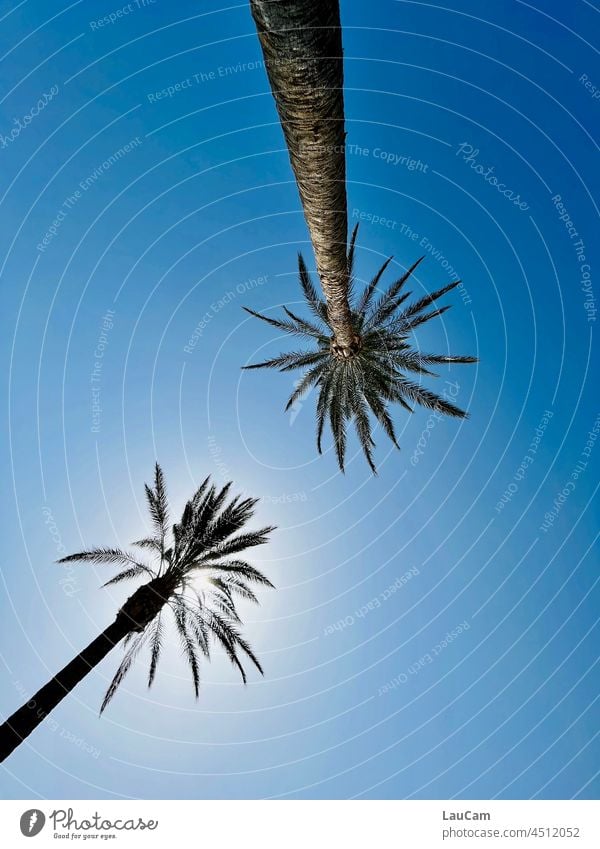 Unter Palmen Himmel Sonne blau himmelblau warm sonnig tropisch tropisches Klima Wetter Klimawandel lang hoch Stamm Kanaren kanarische Inseln Fuerteventura