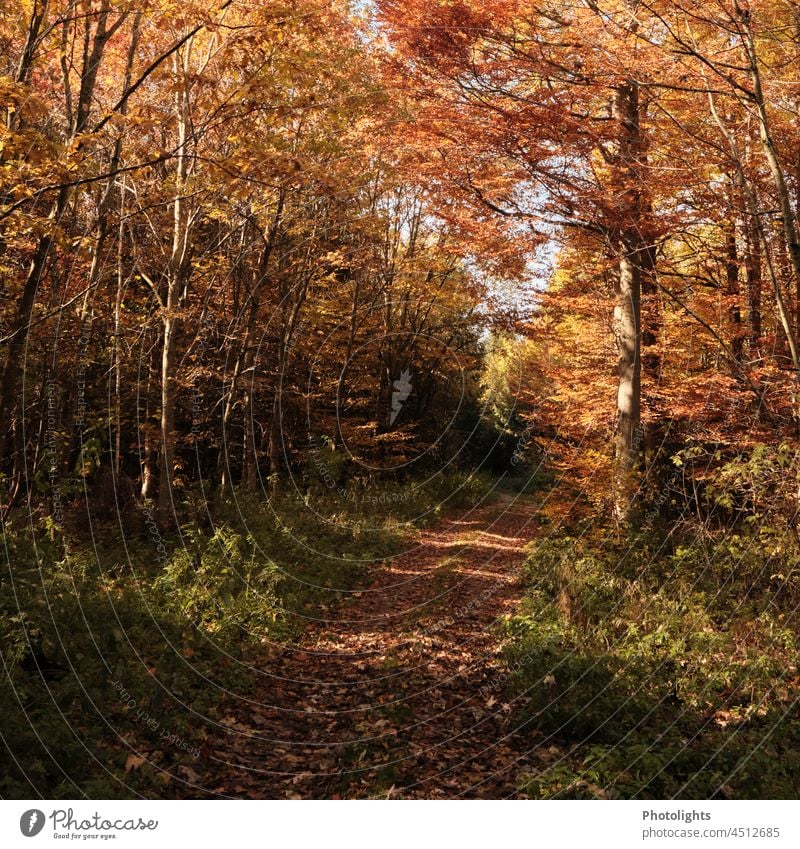 Waldweg im Herbst Blätter Herbt Baum Spaziergang Laub gelb grün braun orange schwarz bunt entspannung Einsamkeit Perspektive Menschenleer farbenfroh Farbfoto