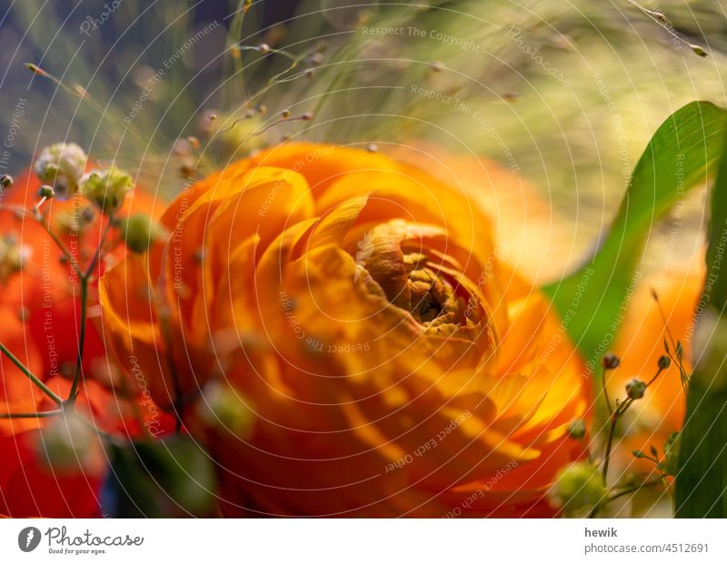 Trollblume mit Schleierkraut Blume Natur Nahaufnahme orange Ranunkel Blüte Pflanze