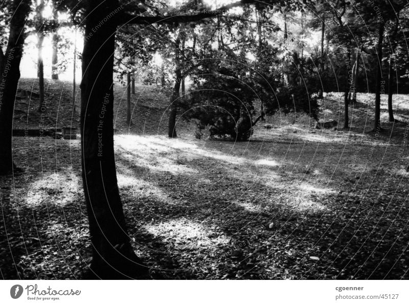 parkbäume* Baum Park Schatten Schwarzweißfoto