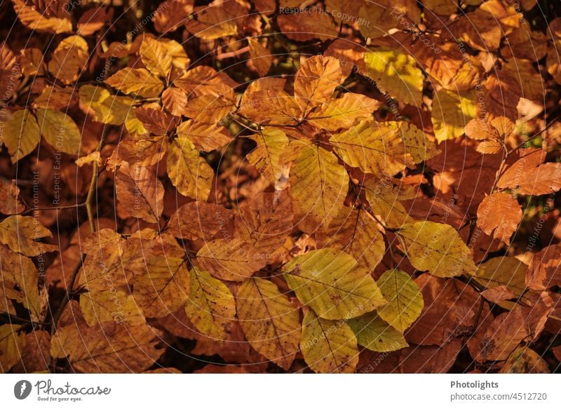 Buchenblätter in herbstlichen Farben Blätter Herbst Wald Baum Natur gelb orange braun Außenaufnahme Farbfoto Herbstwald Jahreszeiten Umwelt Herbstfärbung