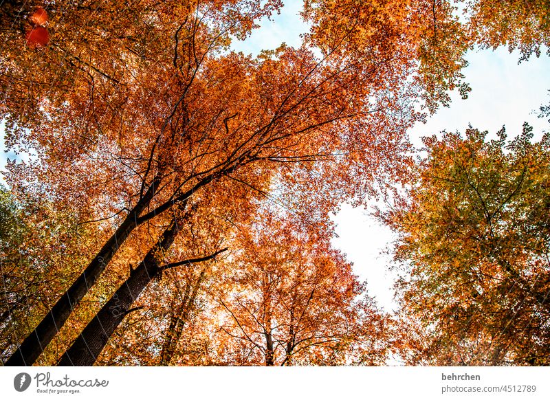 blätterdach ruhig Kontrast Licht fallende Blätter Farbfoto Außenaufnahme Wald Blatt Baum Pflanze Herbst Schönes Wetter Umwelt Natur Landschaft Jahreszeiten