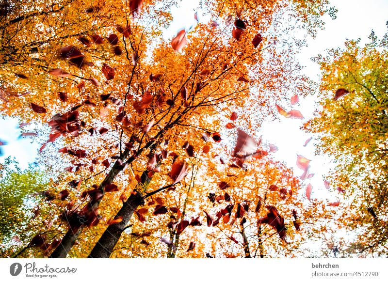 herbsttraum ruhig Licht Kontrast fallende Blätter Farbfoto Außenaufnahme Wald Blatt Baum Pflanze Herbst Schönes Wetter Umwelt Natur Landschaft Herbstlaub