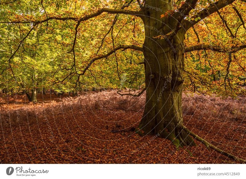 Bäume mit herbstlich gefärbte Blätter auf dem Fischland-Darß Herbst Baum Mecklenburg-Vorpommern Landschaft Natur Ahrenshoop Prerow Herbstfarben bunt Idylle