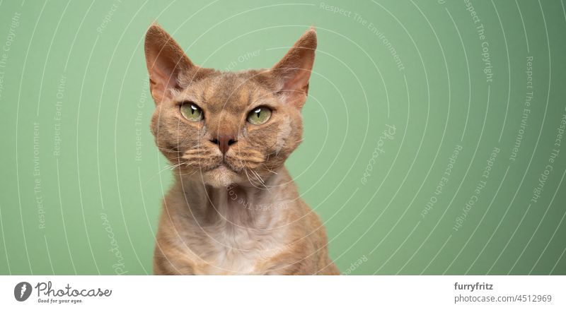 lilac fawn Devon Rex Katze mit grünen Augen Porträt auf grünem Hintergrund Rassekatze Haustiere Ein Tier im Innenbereich Studioaufnahme grüner Hintergrund