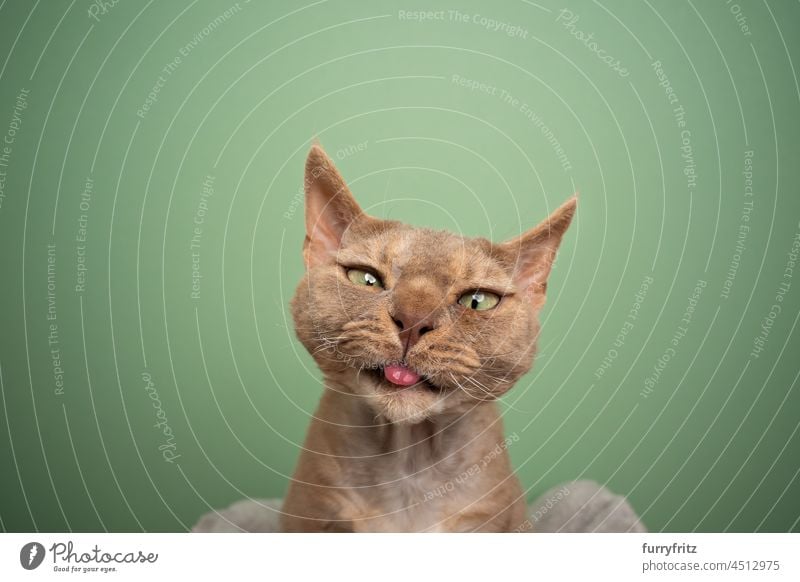Devon Rex Katze macht lustiges Gesicht und streckt die Zunge auf grünem Hintergrund heraus Rassekatze Haustiere Ein Tier im Innenbereich Studioaufnahme