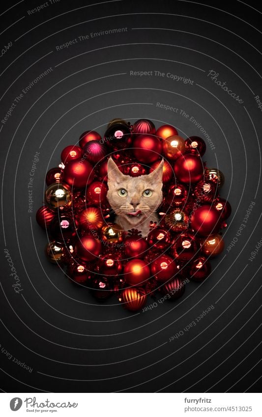Katze Weihnachtskarte Porträt mit Kopie Raum. fawn Devon Rex Katze stecken Kopf durch Weihnachtskranz mit roten Kugeln auf schwarzem Hintergrund Blick auf die Kamera herausragender Zunge