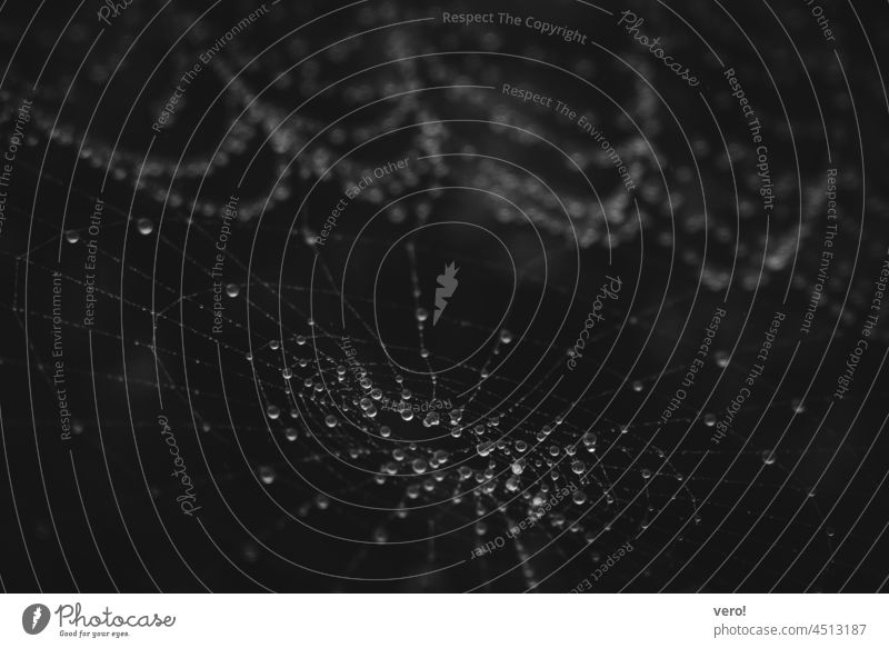 Spinnennetz mit Morgentau in schwarz-weiß Spinngewebe nass feucht wassertropfen natur verlassen kunstwerk filigran naturkunst Beutenetz Muster Struktur Fangnetz