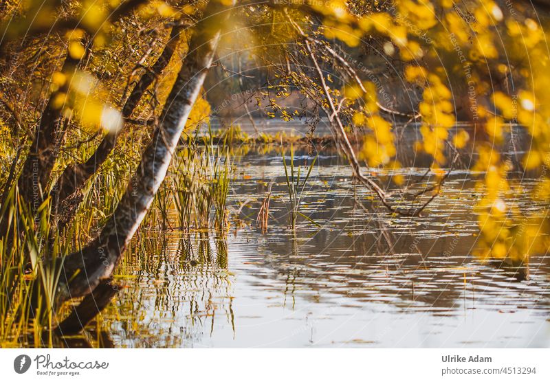 Birke am See Herbst Baum Herbstfarben Natur Wald Außenaufnahme Wasser Teich Seeufer Herbstlaub herbstlich Herbstfärbung Herbstlandschaft weich zart Gegenlicht