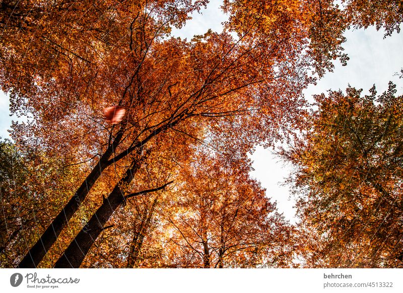 blätterdach Menschenleer schön fantastisch Sonnenlicht Äste und Zweige herbstspaziergang Herbststimmung herbstlich Blätter Herbstwald Herbstfärbung Herbstwetter