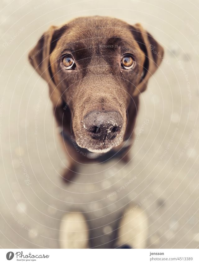 Hundeblick Labrador braun Haustier Tier Tierporträt Außenaufnahme Blick in die Kamera niedlich Schwache Tiefenschärfe beobachten Tiergesicht