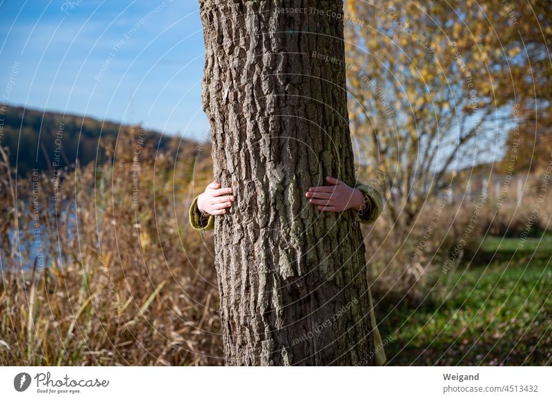 einen Baum umarmen Natur Klimaschutz Umweltschutz Naturdenkmal Rinde Liebe Herbst Hand Verbundenheit Wanderung Ferien See