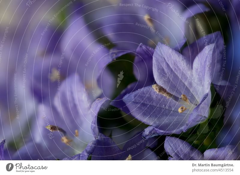 Glockenblumen, Campanula Blüten blühen Pflanze Blume geringe Tiefenschärfe menschenleer