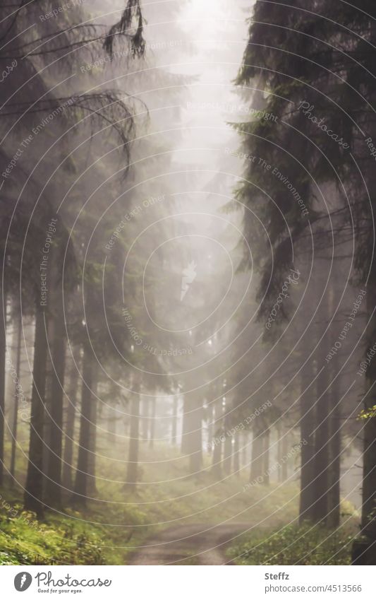 über dem Waldweg | eine neblige Wolke | leise Einsamkeit Nebel Herbstnebel Nebelschleier Nebelwald Nebelstimmung einsam Nebelwolke unheimlich verwunschen Stille