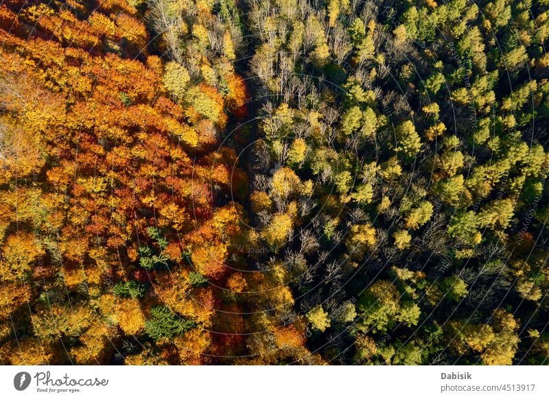 Straße durch den Wald, Blick aus der Luft Herbst Waldgebiet Baum Landschaft Natur reisen im Freien malerisch Hintergrund Muster schön Antenne Park Ansicht