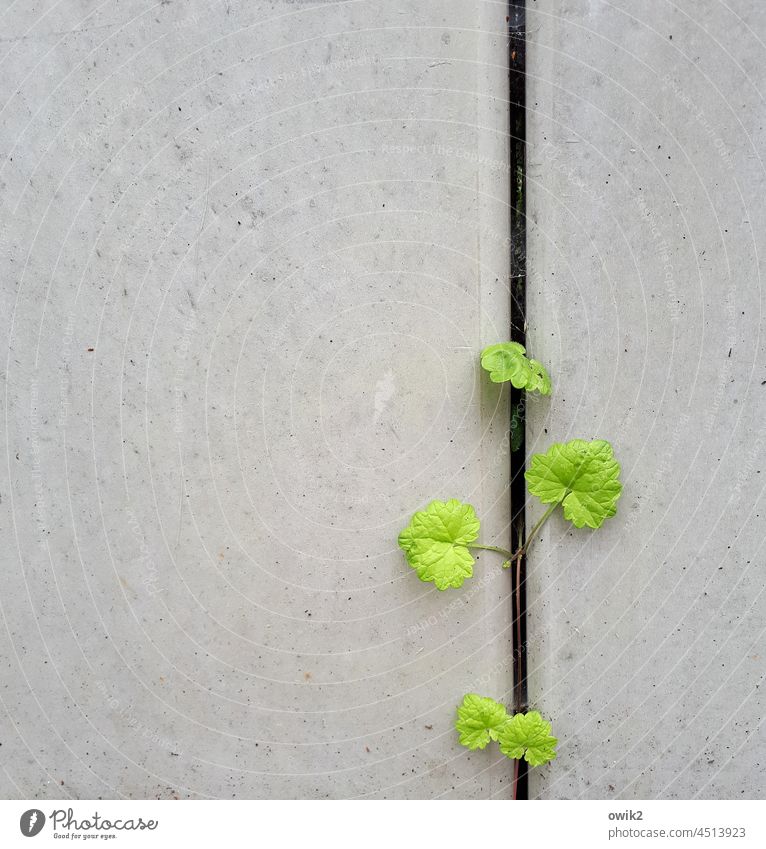 Unverdrossen Grünpflanze Blatt Wand Mauer Wachstum kämpfen Beton frei anstrengen listig frech gedeihen Spalte unverwüstlich trotzig Farbfoto Nahaufnahme