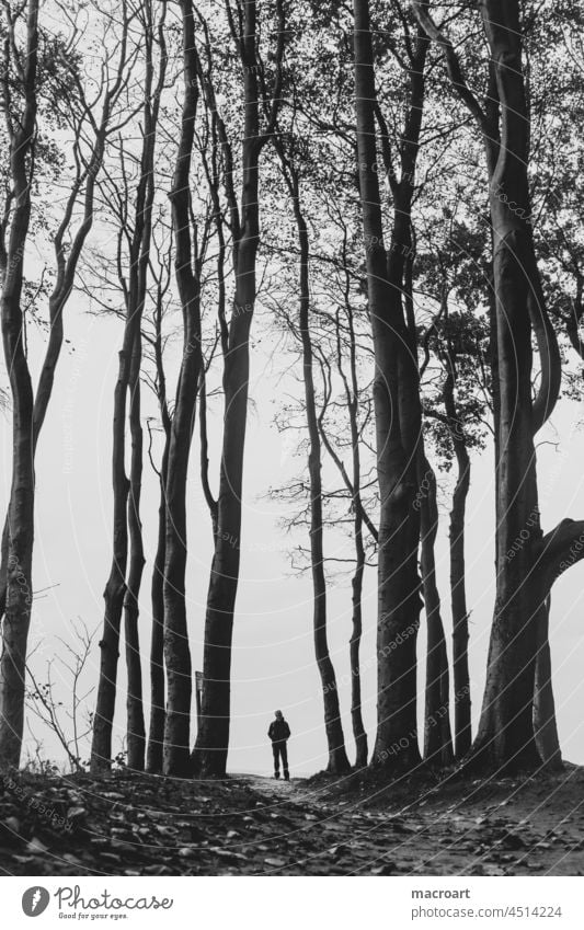 Ein Männlein steht im Walde Mann dunkel schwarz weiß stehen unscharf baum bäume wald kahl karg weg traurig einsam Einsamkeit trist stille depresion angst