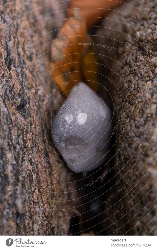 Pareidolie - Stein gefangen zwischen 2 Steinen stein gesicht fischartig erstaunt gesichtsausdruck mimik augen versteckt eingeklemmt klemme patsche erschrocken