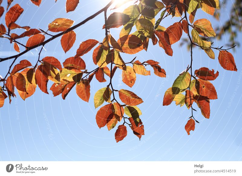 sonniger Herbst - herbstlich gefärbte Buchenblätter vor blauem Himmel mit Sonnenschein Blatt Ast Zweig Buchenblatt Herbstfärbung Sonnenlicht Gegenlicht leuchten