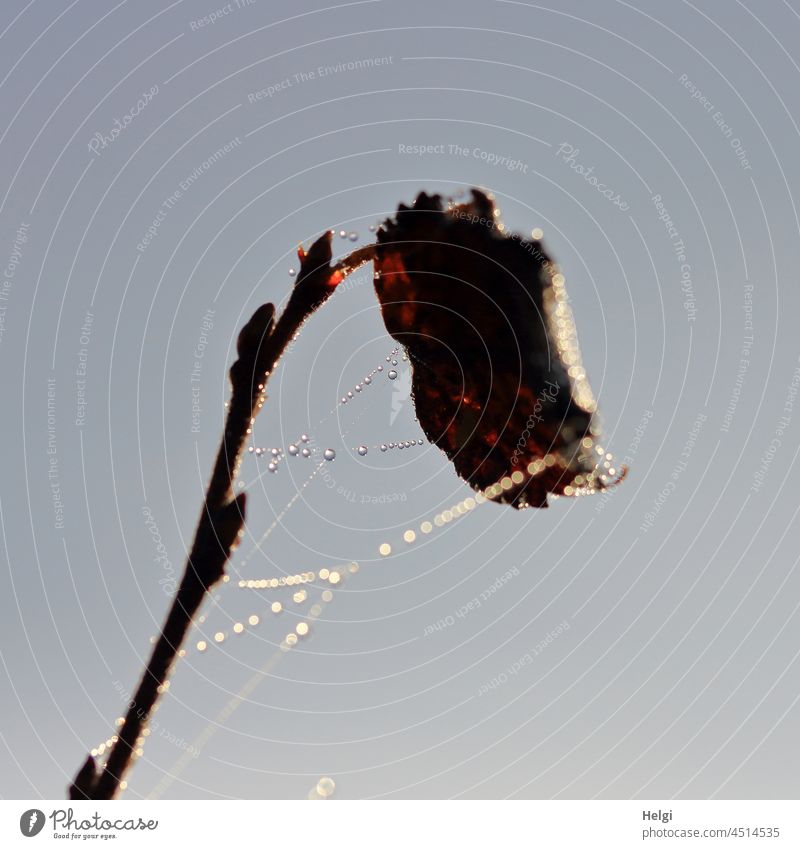 dezente Perlen - Spinnweben mit Tautropfen an eine Zweig mit verwelktem Blatt Knospe Spinnennetz Tropfen Vergänglichkeit Herbst Morgen morgens schönes Wetter