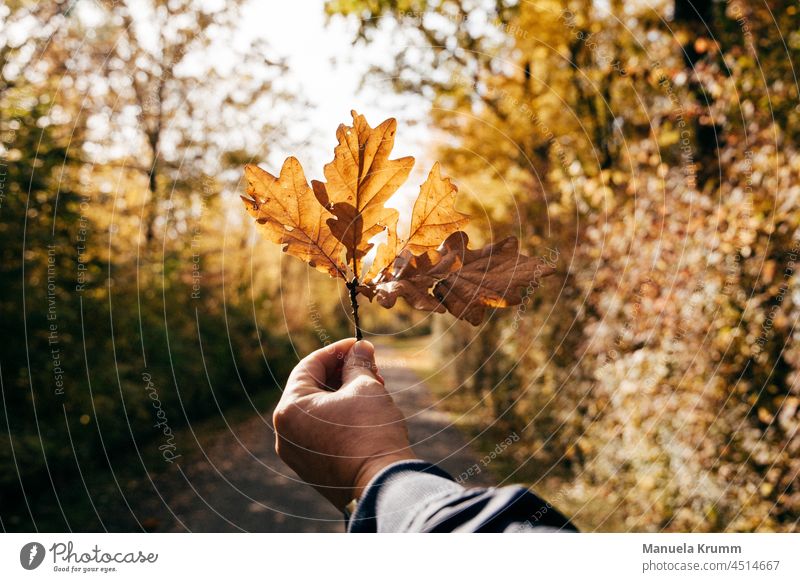 Blatt in der Hand gelb orange Herbst Herbstfärbung Herbstlaub herbstlich Natur Außenaufnahme Sonnenlicht Herbstbeginn Farbfoto Eichenblatt gold Jahreszeiten