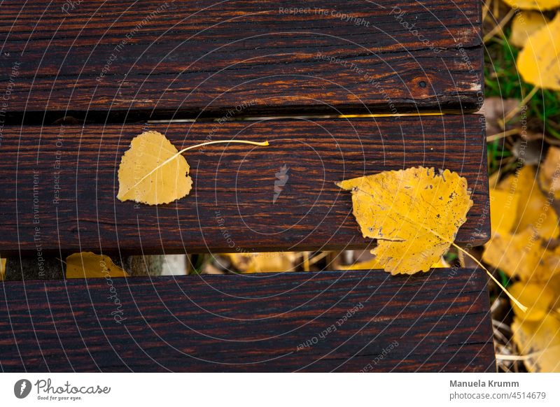 Blätter auf einer Bank Blatt Herbst Herbstlaub Außenaufnahme Farbfoto gelb herbstlich Ahornblatt Herbstfärbung Herbstbeginn Jahreszeiten Natur schön gold braun