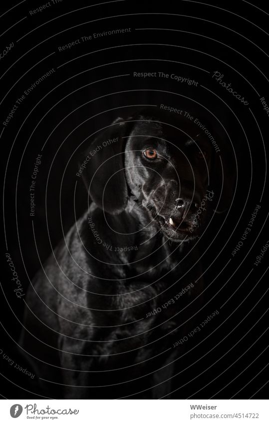 Schwarzer Hund auf schwarzem Grund. Nur der weiße Eckzahn blitzt, weil der Hund sich äußern möchte Labrador Retriever Mischling dunkel Hintergrund Zahn sprechen