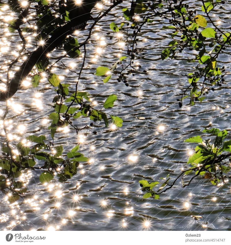 Das glänzende Wasser See Stadtpark glitzern glitzernd Farbfoto grün Natur Sonnenlicht Außenaufnahme Pflanze Menschenleer Licht Lichterscheinung nass