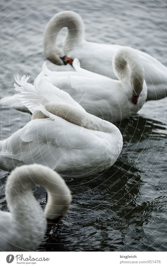 Schwanensee V See Vogel 4 Tier stehen grau weiß ruhig Farbfoto Gedeckte Farben Außenaufnahme Menschenleer Abend Dämmerung