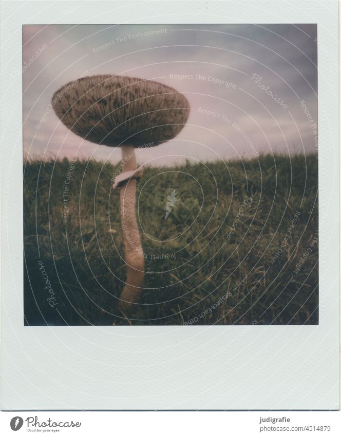Pilz auf Polaroid Pilzhut Natur Herbst Schwamm Schwammerl Wiese herbstlich groß wachsen Lamellen Hut natürlich Wachstum Himmel Nahaufnahme