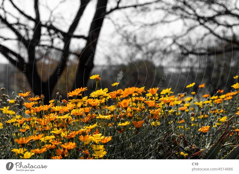 Garten mit gelben und orangefarbenen Gänseblümchen, Lampranthus glaucoides Südafrika Afrikanisch Schönheit Blütezeit Überstrahlung botanisch Botanik