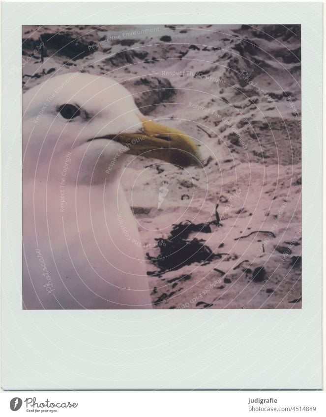 Möwe auf Polaroid Vogel tierportrait Schnabel Strand Küste Ostsee Tier Sand Silbermöwe Auge Kopf Wildtier Blick Natur Tierporträt Meer
