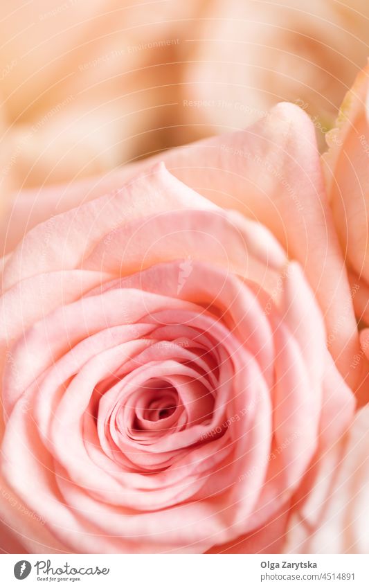 Nahaufnahme einer zarten Rose. Roséwein Pastell Blume Blütenblatt Hintergrund cremige Farbe Weichzeichner Angebot Postkarte romantisch Muttertag rosa Licht