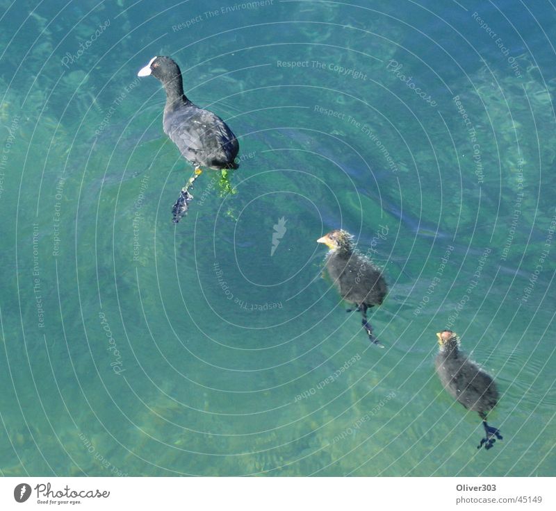 drei schwimmer See Verkehr Ente