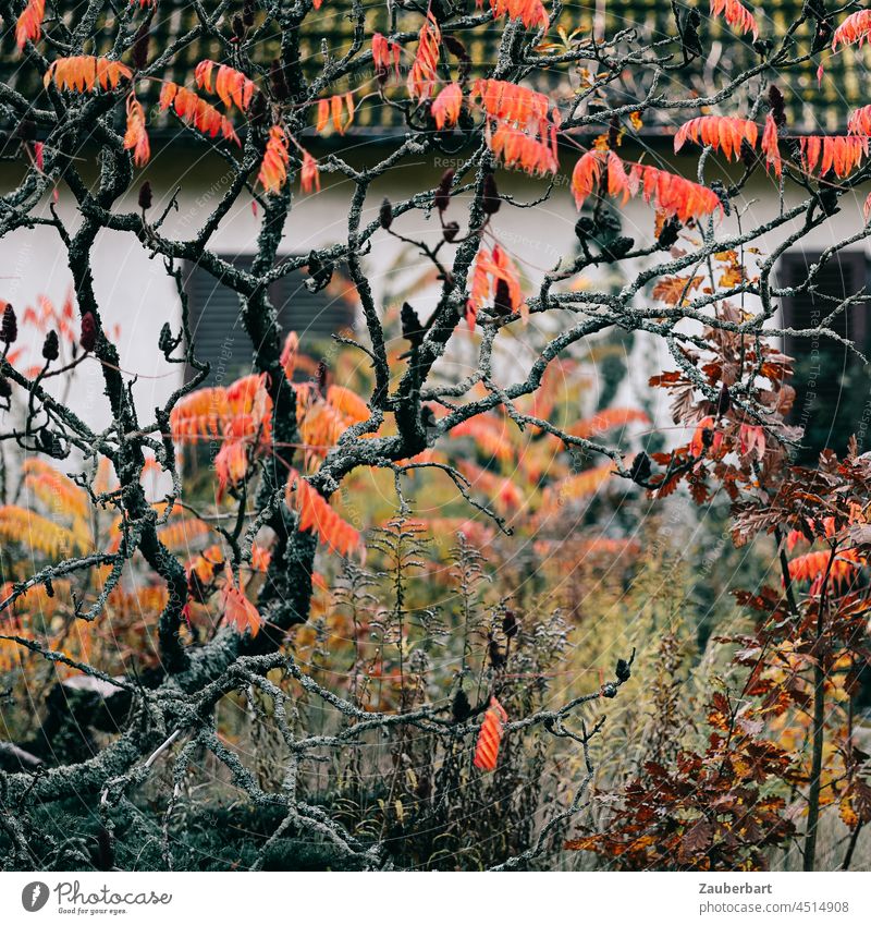 Knorriger Busch, Essigbaum mit orangen Blättern, dahinter Haus mit geschlossenen Fensterläden Herbst Herbstfarben Stille friedlich Herbstlaub Herbstfärbung