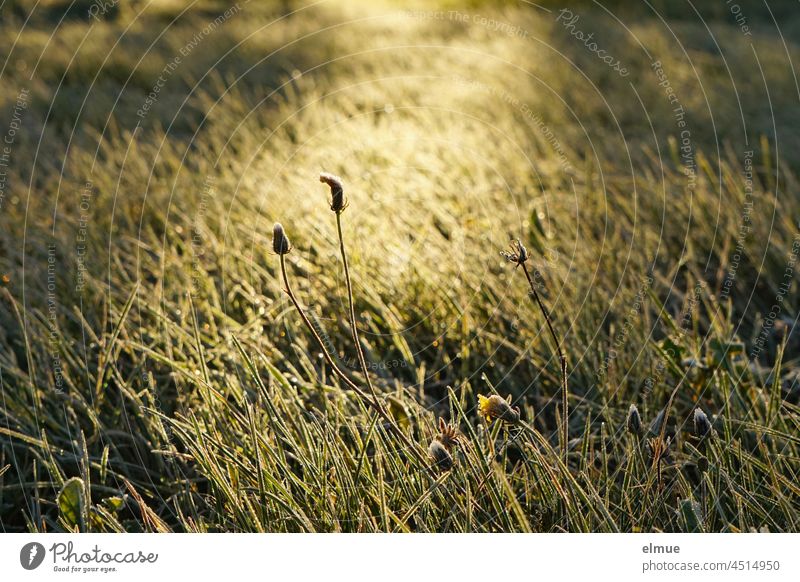 Raureif liegt auf den Grashalmen der durch die Morgensonne erhellten Wiese / Nachtfrost kalt Kälte Morgenlicht Gegenlicht Herbst Spätherbst Frost Sonnenlicht