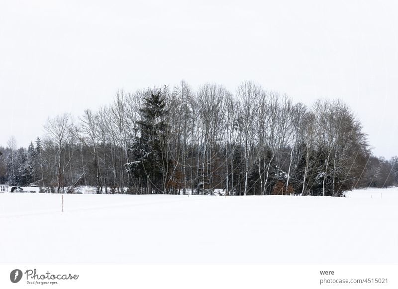 Baumgruppe in tief verschneiter Landschaft vor einem kleinen Dorf Frost bedeckt Gruppe von Bäumen Straße Der Winter kommt kalt Textfreiraum Natur niemand