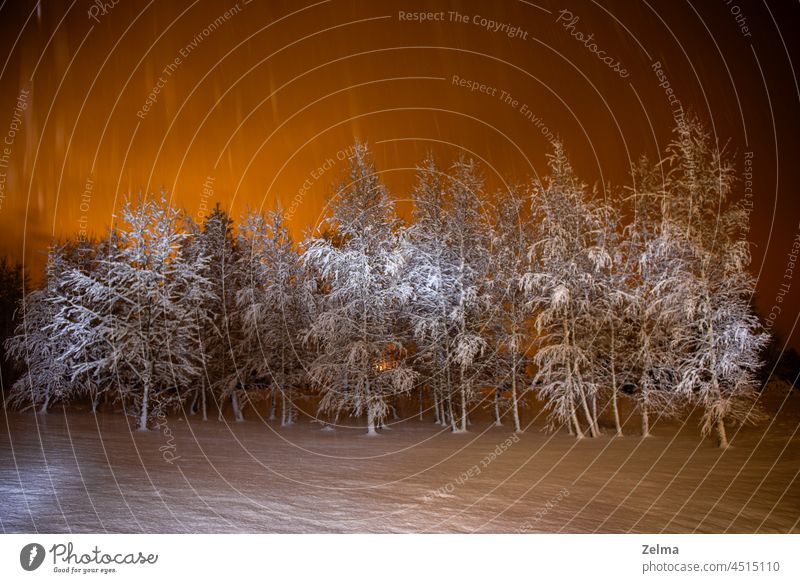 verschneite Bäume Birken in einer Winternacht mit einem schönen Licht am Himmel Nacht Schnee bedeckt Landschaft orange Farbe Natur Wunderland