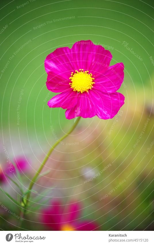 Eine rosa Kosmee vor grünem Hintergrund. Schmuckkörbchen Blüte Sommerblume Garten blühen Macro leuchtend Farbe zart Schnittblume Zierpflanze Korbblütler