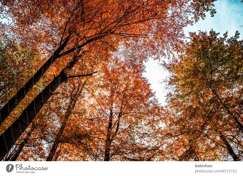 an einem tag im herbst Blätterdach Menschenleer schön fantastisch Sonnenlicht Äste und Zweige herbstspaziergang Herbststimmung herbstlich Herbstwald