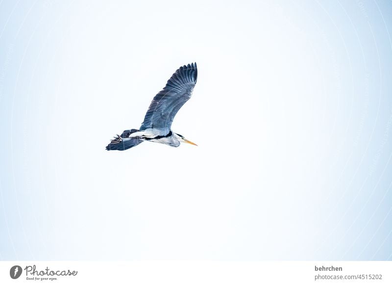 der suchende Tierschutz beeindruckend besonders frei Freiheit fliegen auf der Lauer beobachten Reiher Graureiher Fischreiher Vogel Federn Natur Flügel